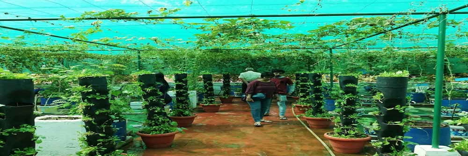 Rooftop farming and value addition