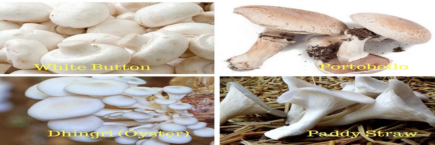 Mushroom production and value addition